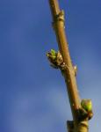 Branche1.jpg