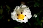 PICT0050.jpg
