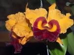 orchidee_10.jpg