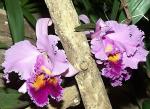 orchidee_16.jpg