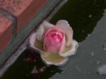 rose_eau.jpg