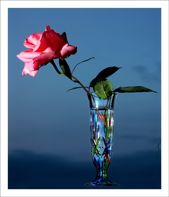 ROSE_03.jpg