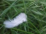 plume.jpg
