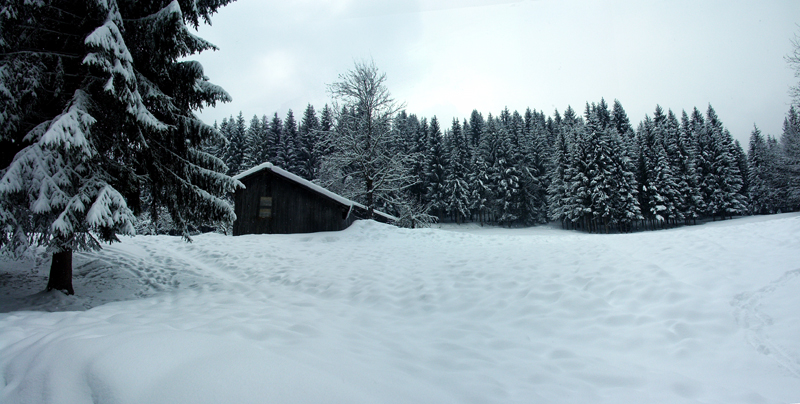 Morillon1.jpg