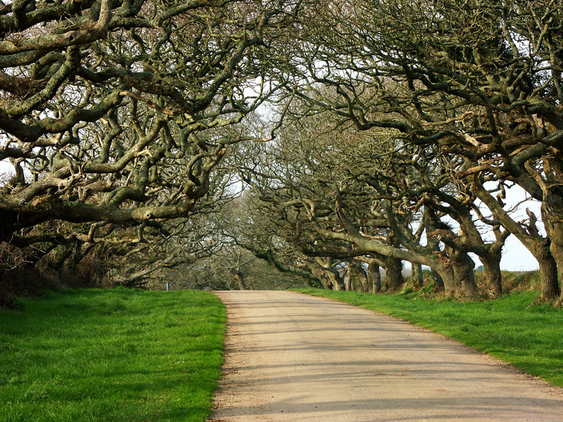 ALLEE_DES_CHENES.jpg