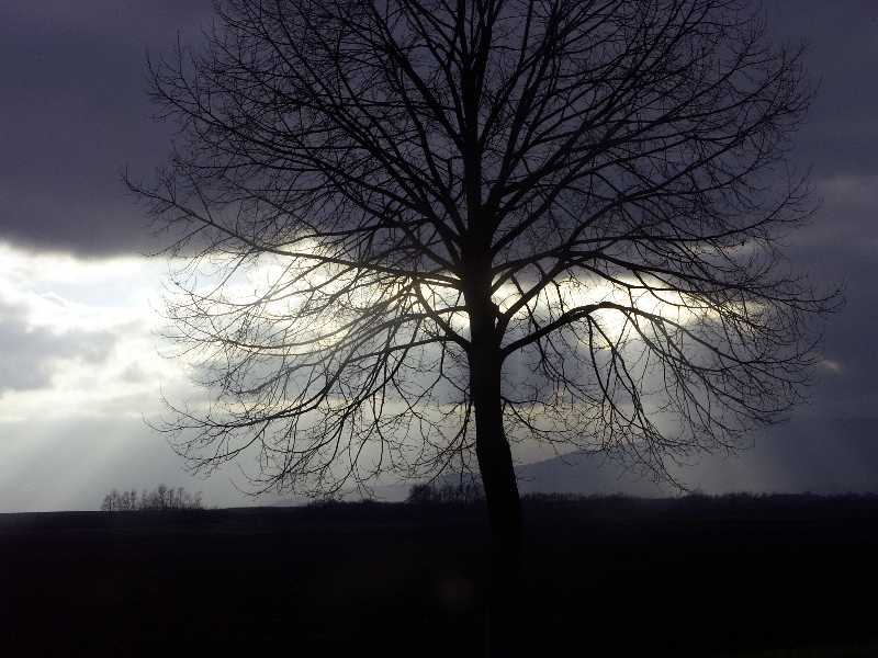 Arbre.jpg
