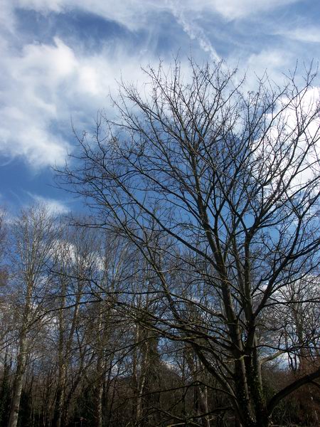 Arbre1.jpg