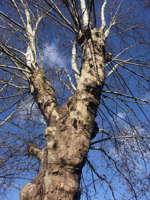 Arbre1web.jpg