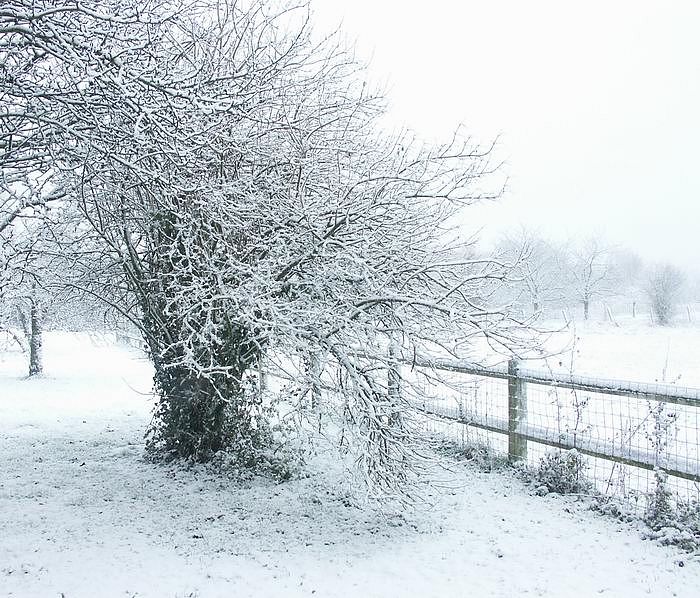 Arbre_neigeweb.jpg