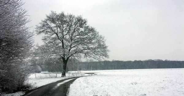Arbreneigeweb.jpg