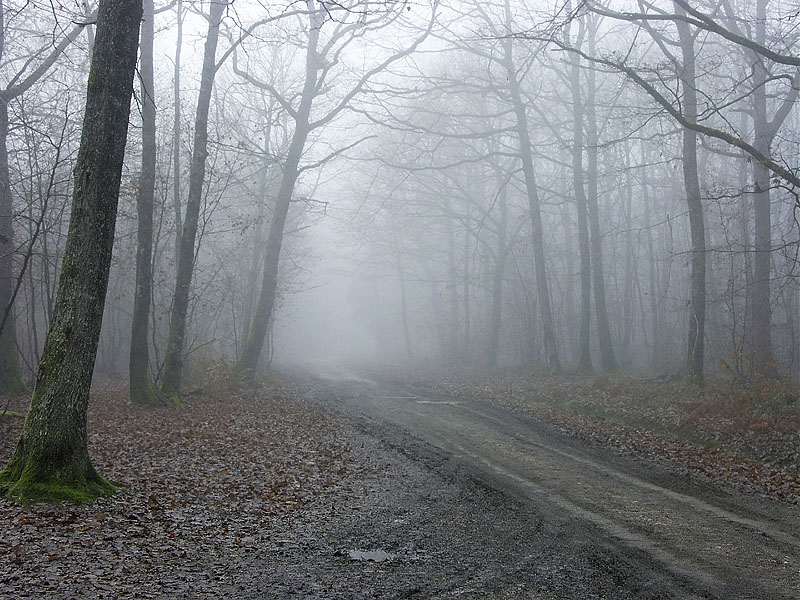 Brouillard.jpg