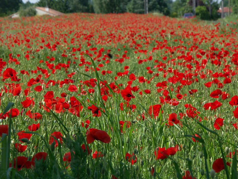 Champ_de_coquelicots.jpg