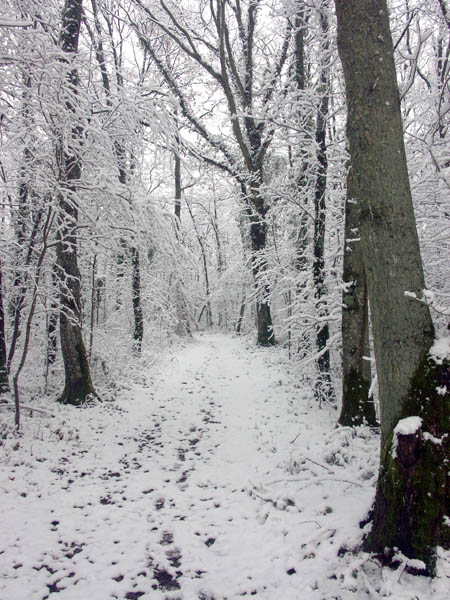 Chemin1web.jpg