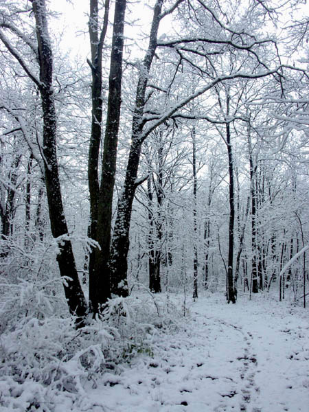 Chemin2web.jpg