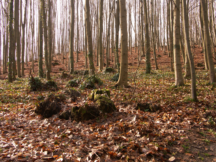 PICT0023.jpg