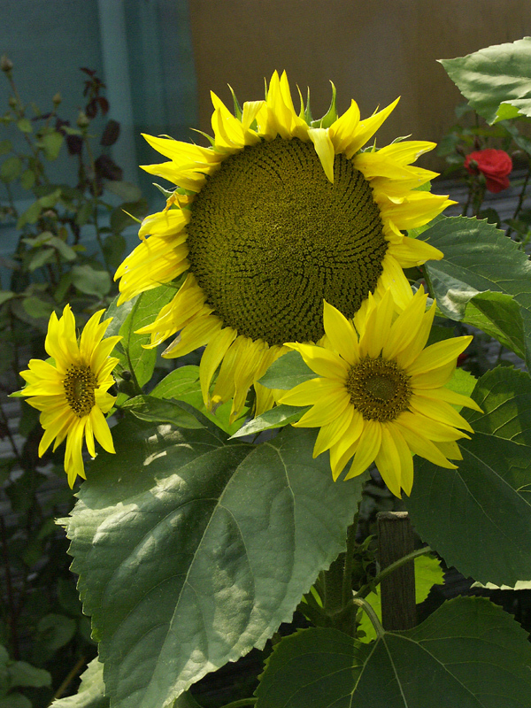 PICT1767.jpg