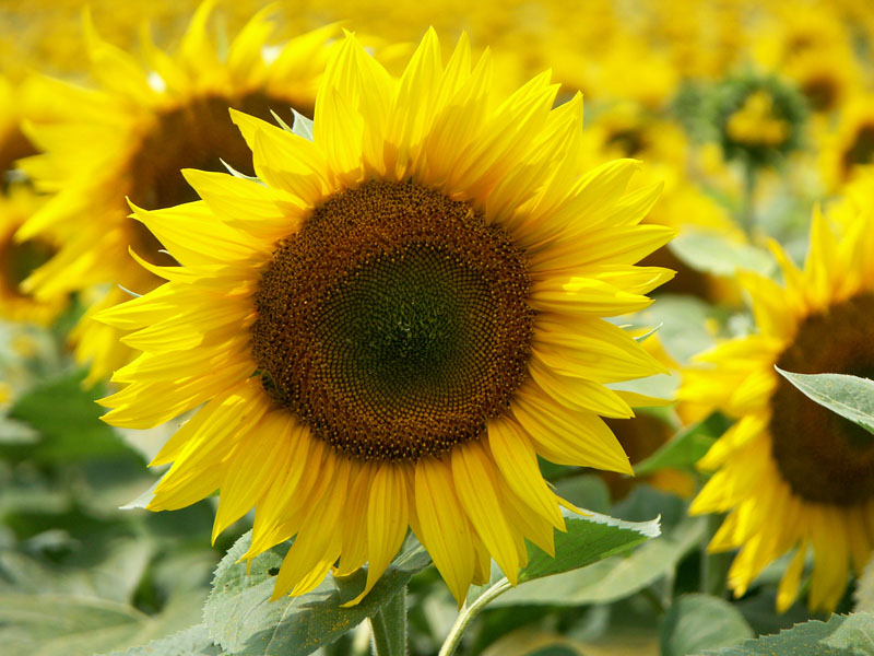 Tournesol.jpg