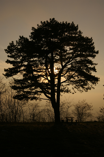 arb500.jpg