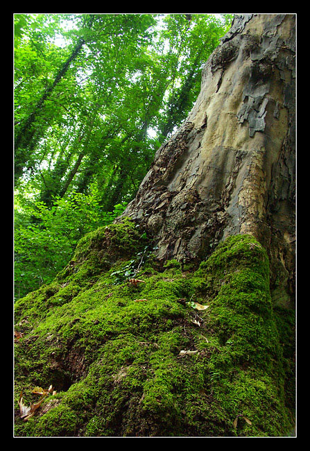 arbre3.jpg