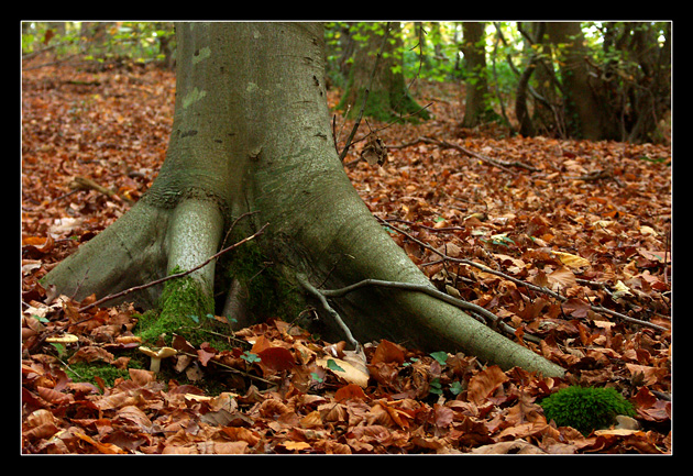automne17.jpg