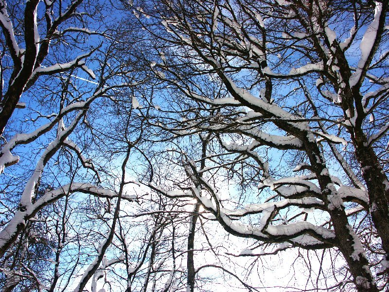 branches.jpg