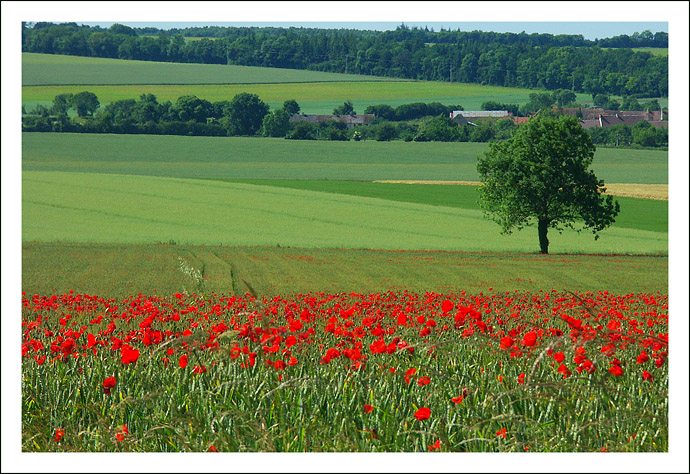 coquelicot-1.jpg
