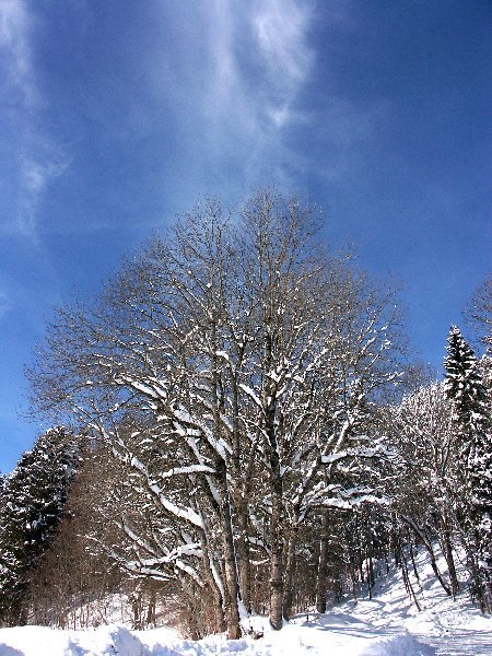 foret.jpg