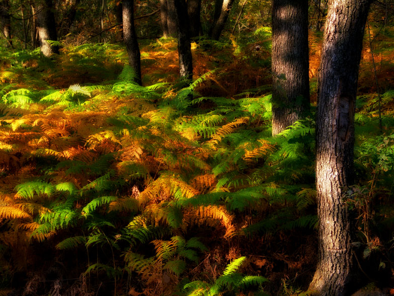 foretautomne.jpg