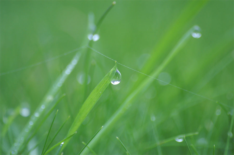 herbe1.jpg