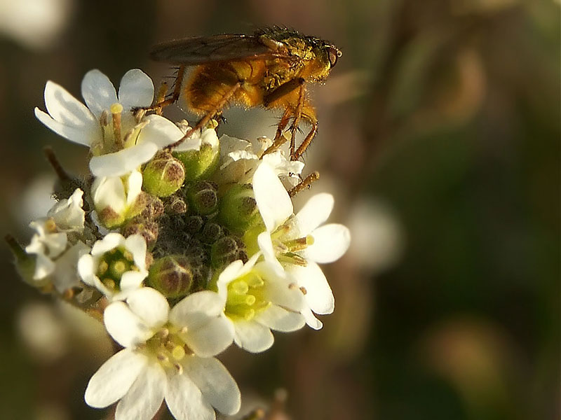 mouche-2.jpg