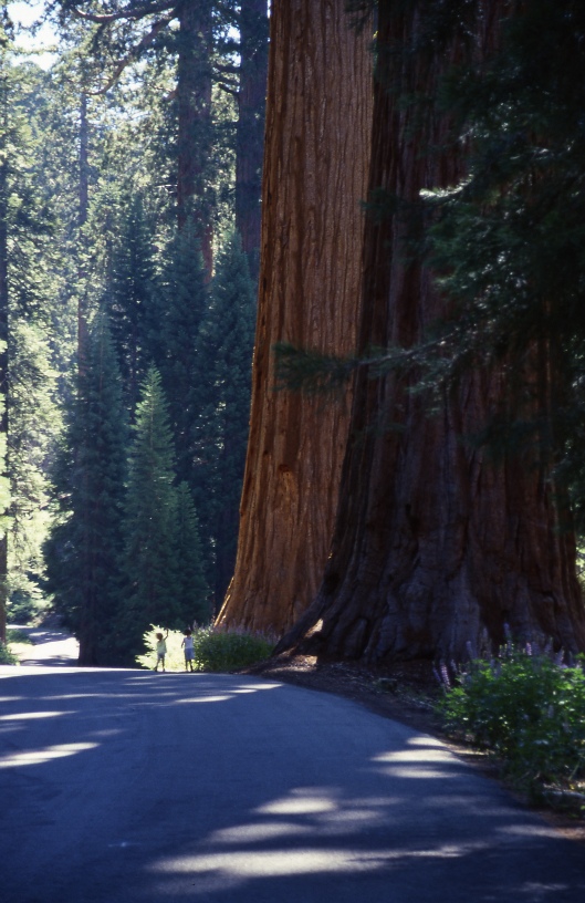 sequoia_044.jpg