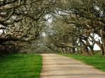 ALLEE_DES_CHENES.jpg