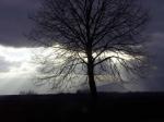 Arbre.jpg