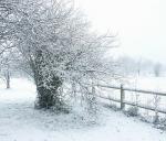Arbre neigeweb