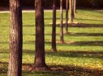 BDC_Arbres.jpg