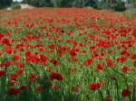 Champ_de_coquelicots.jpg