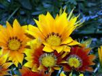 Fleurs0016.jpg