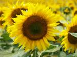 Tournesol.jpg