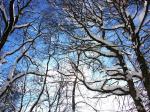branches.jpg