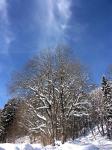 foret.jpg