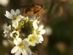 mouche-2.jpg