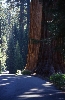 sequoia_044.jpg