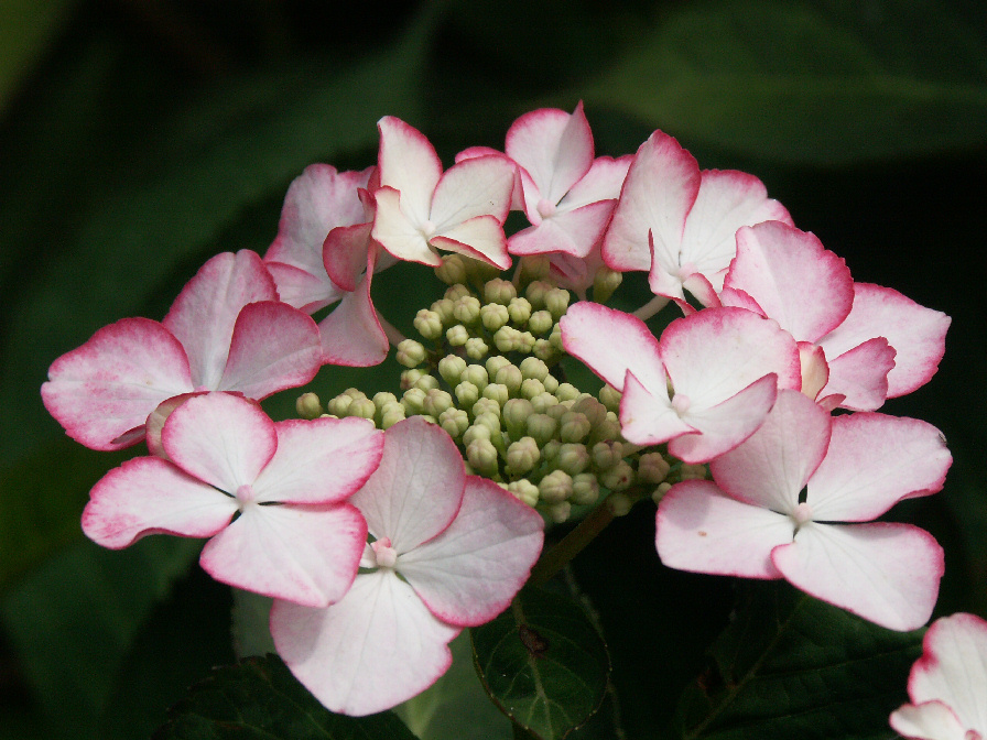 Hydrangea.jpg