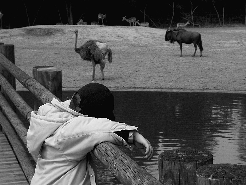 zoo_de_la_palmyre.jpg