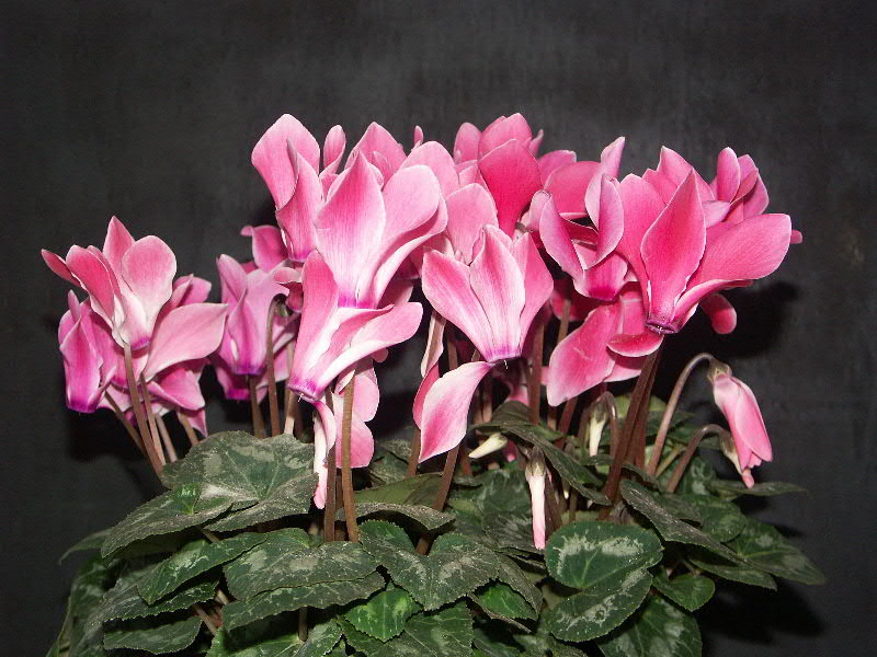 Cyclamen.jpg