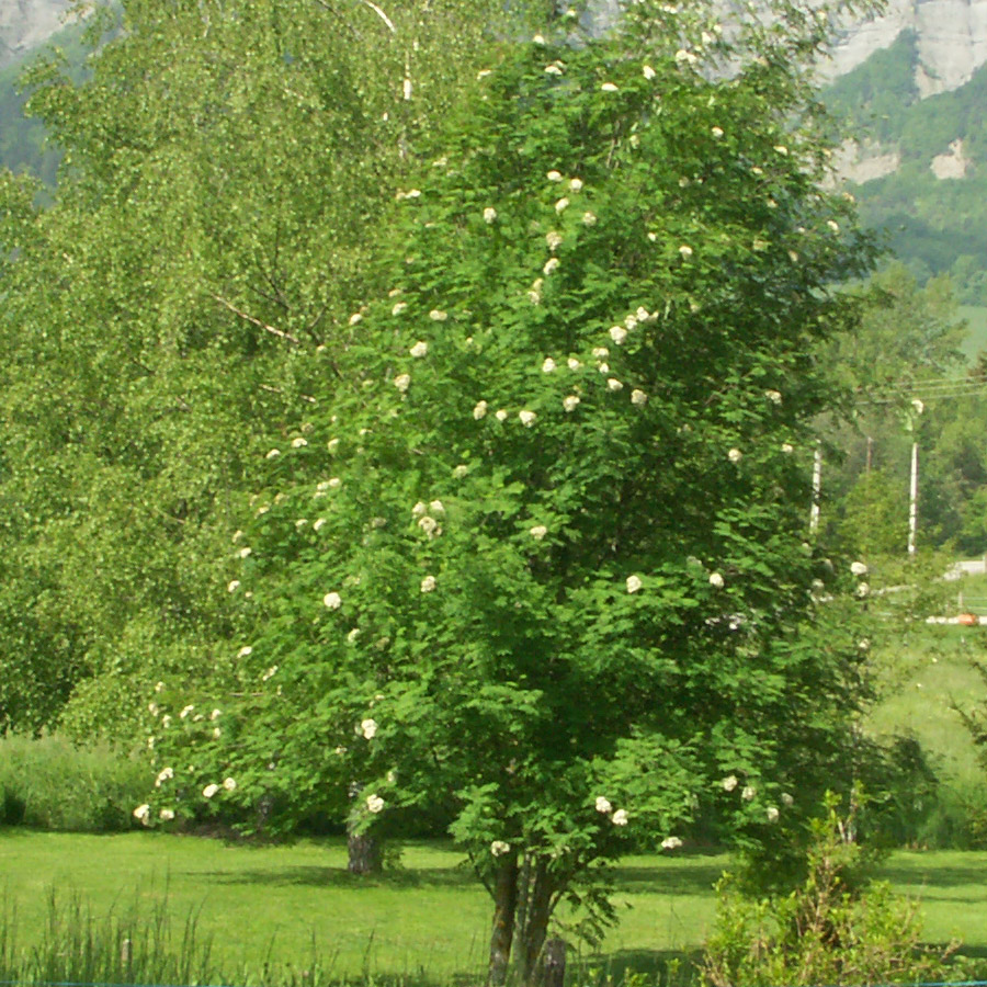 chichiliane_detail.jpg