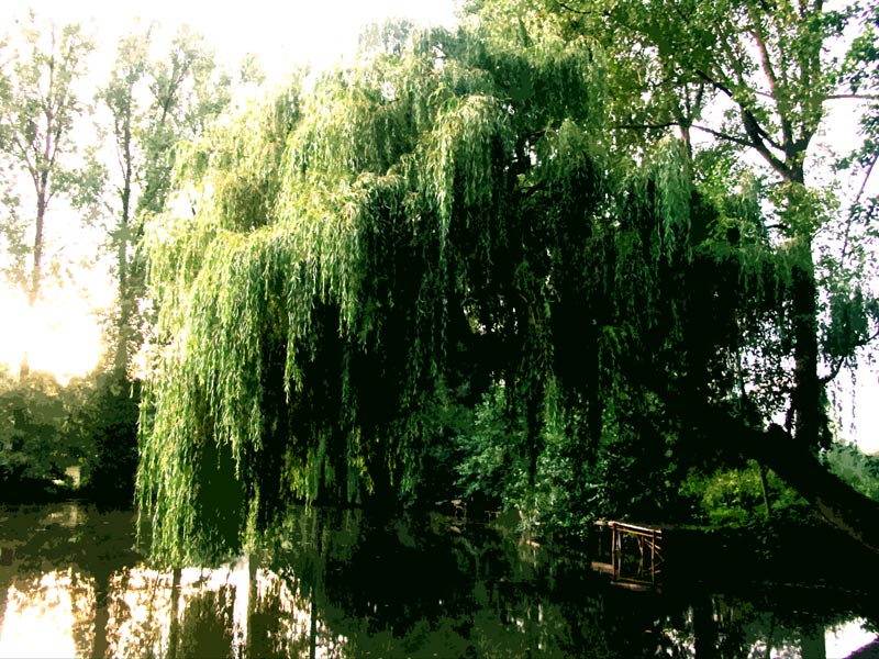 aupresdemonarbre-3-web.jpg