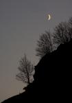 ArbreEtLune.jpg