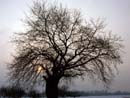 arbre03.jpg