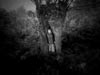 const-dans-saule-2web-mod.jpg